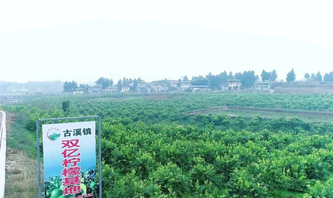 竞彩网